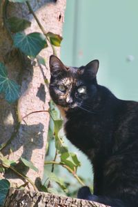 Portrait of a cat