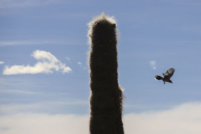 Low angle view of bird flying against clear sky