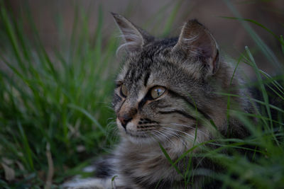Cat looking away