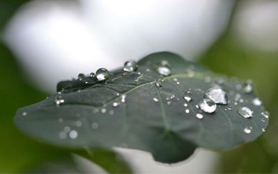 Close-up of water drops on leaf