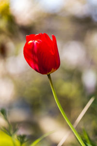 Close-up of red tulip
