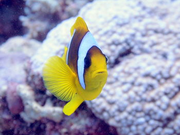 Close-up of yellow fish swimming in sea