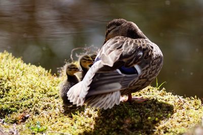 High angle view of mallard duck with ducklings at lakeshore