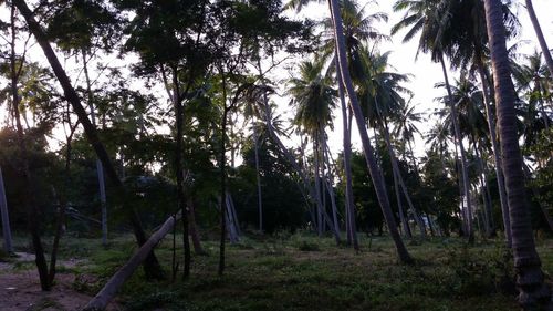 Trees in forest against sky