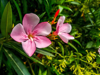 Close-up of pink orchid blooming outdoors