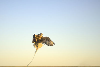 Low angle view of bird flying against sky