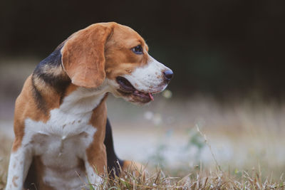 Close-up of a dog looking away