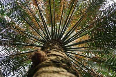 Low angle view of palm tree