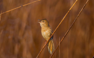 Close-up of bird perching on fence