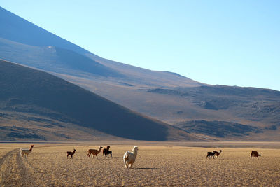 Scenic view of desert against clear sky