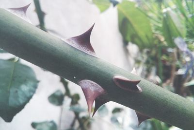Close-up of flower tree