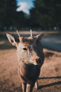 Close-up of deer standing on field