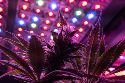 Close-up of illuminated christmas tree at night