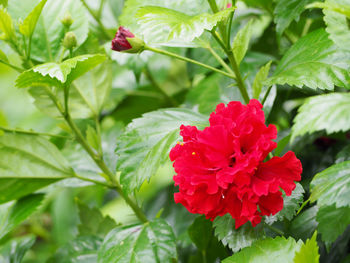 Close-up of red hibiscus blooming outdoors