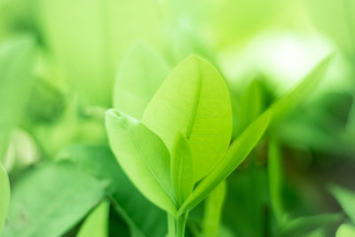 Close-up of green leaves on plant