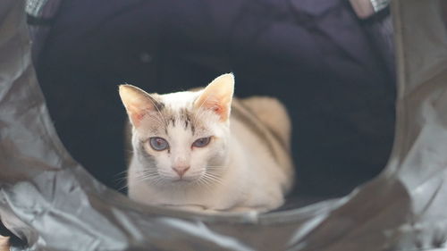 Close-up portrait of kitten