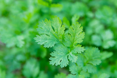 Close-up of plant leaves