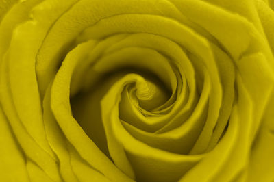 Full frame shot of yellow rose