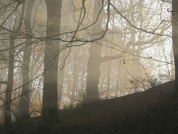 Low angle view of trees in forest