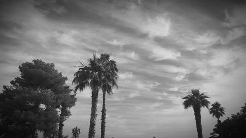 Low angle view of palm trees against sky