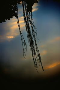 Close-up of silhouette plant against sky during sunset