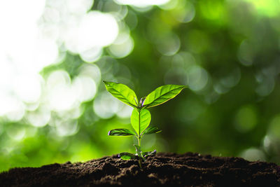 Close-up of small plant growing outdoors