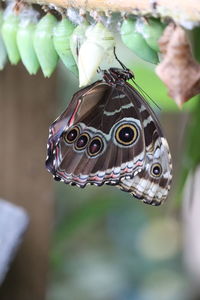 Close-up of butterfly