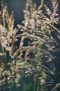 Close-up of crops on field