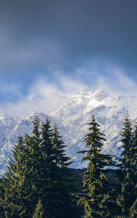 Pine trees on snowcapped mountains against sky