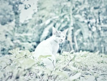 Portrait of white cat on field