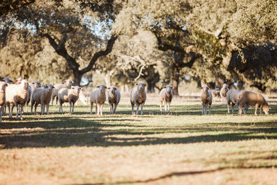 Horses grazing on field