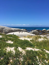 Scenic view of sea against clear blue sky