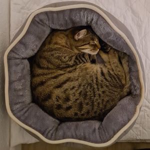 High angle view of cat sleeping on bed