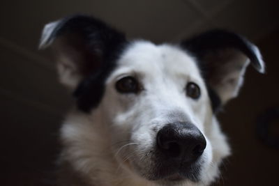 Close-up portrait of dog