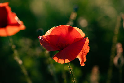 Close-up of red poppy flower