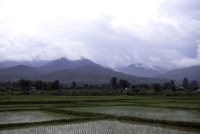 Scenic view of agricultural field against sky