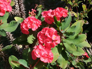 Close-up of pink flowers blooming outdoors