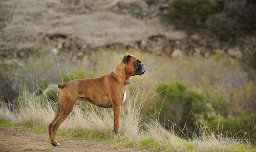 Dog on field