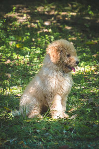 Dog sitting on field