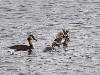 Ducks swimming in lake