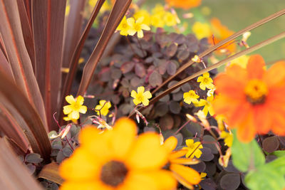 Close-up of yellow flowering plants