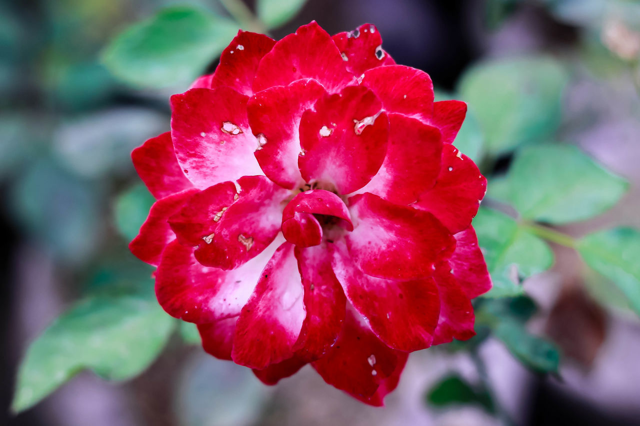 CLOSE-UP OF RED FLOWER