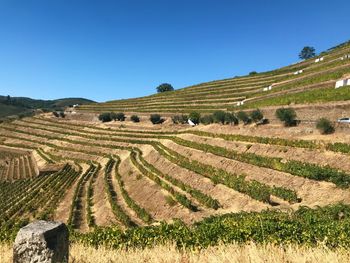 Scenic view of agricultural field against clear blue sky