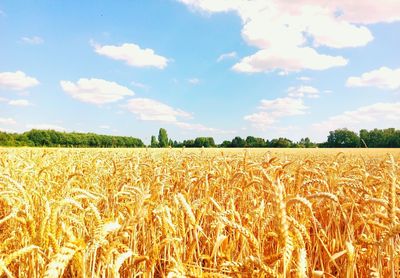 Scenic view of wheat field against sky