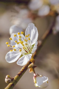 Close-up of white cherry blossom