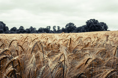 agriculture