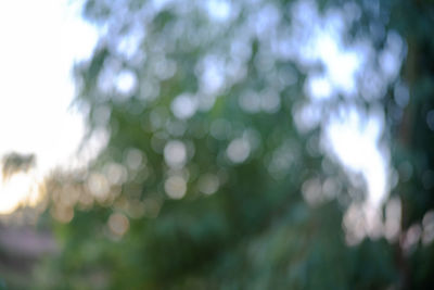 Close-up of plants against blurred background