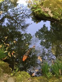 High angle view of fish swimming in lake