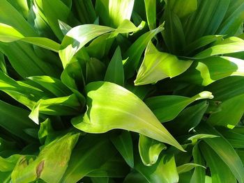 Full frame shot of plants