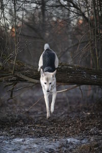 Dog in a forest